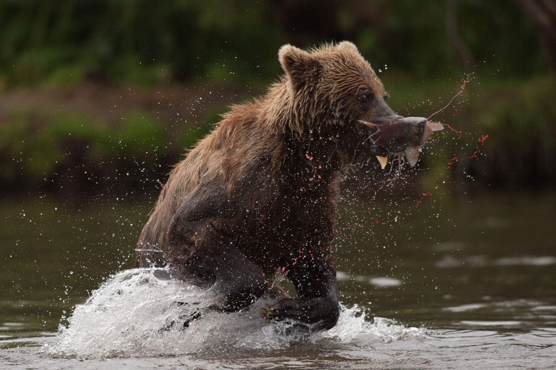 L'ours brun, un animal prioritaire